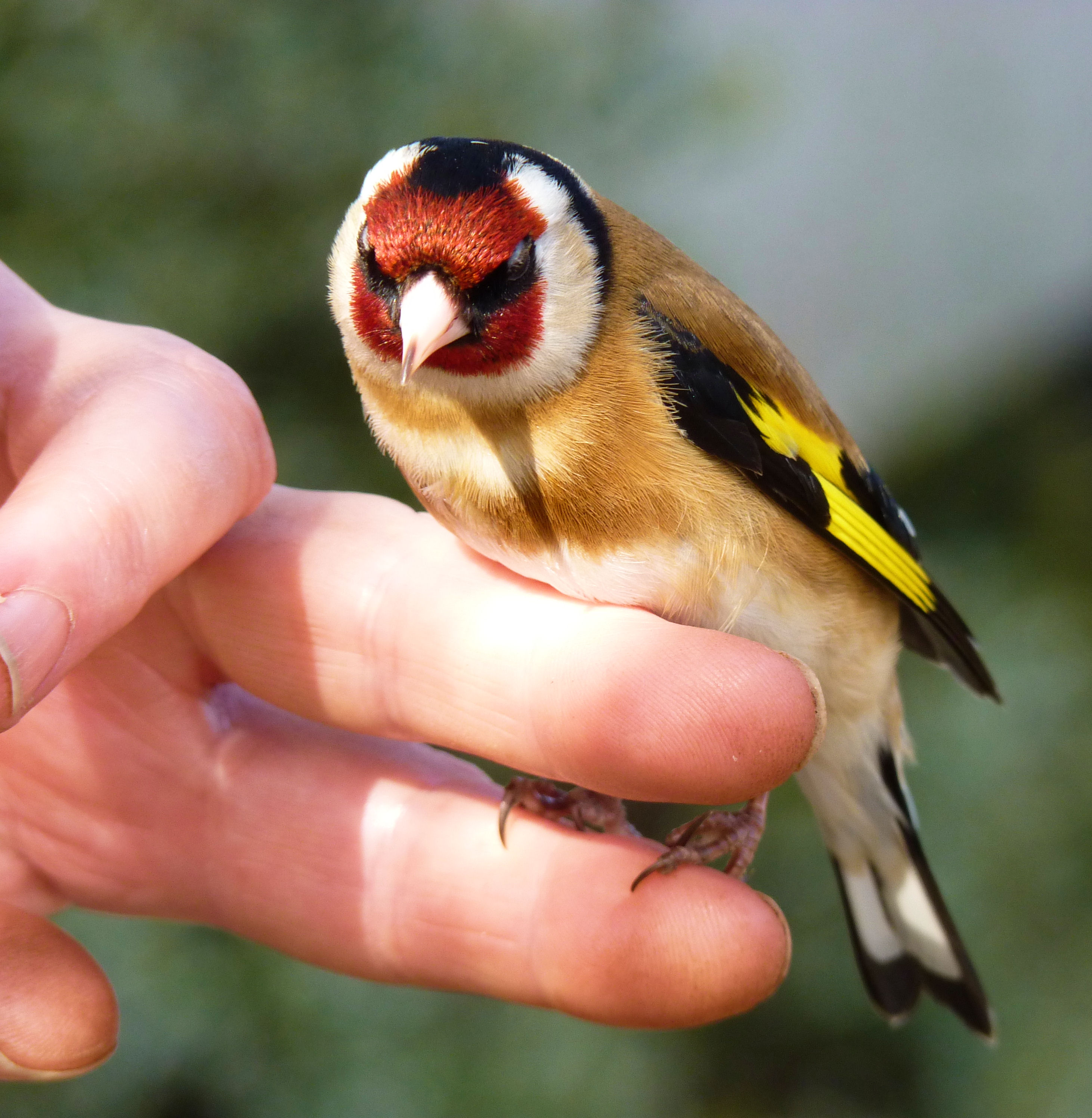 Over lokvogels en lijmstokken